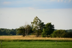 DSC_6354